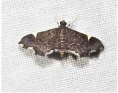 Deuterophysa