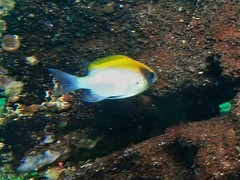 Chromis klunzingeri