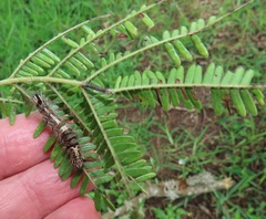 Vachellia robusta clavigera