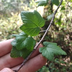 Ribes ciliatum