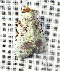 Perigea glaucoptera