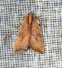 Galgula