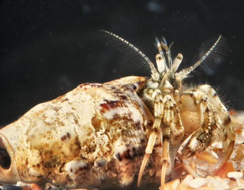South-claw Hermit Crab, photo 5 of 7