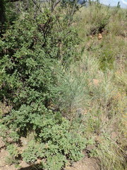 Psoralea oligophylla