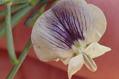 Psoralea oligophylla