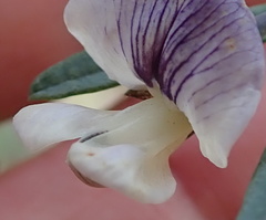 Psoralea oligophylla