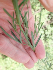 Psoralea oligophylla