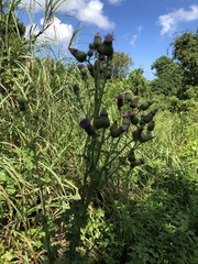 Cirsium mexicanum