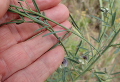 Psoralea oligophylla