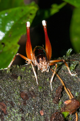Apotetamenus amazonae