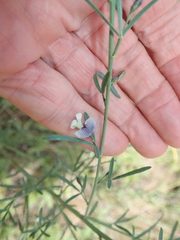 Psoralea oligophylla
