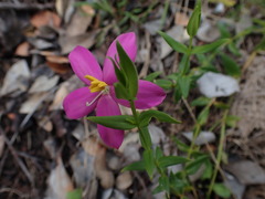 Chironia melampyrifolia