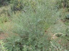 Psoralea oligophylla