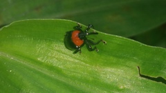 Coleoptera