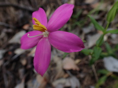 Chironia melampyrifolia