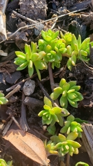 Sedum sarmentosum