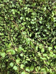 Angiospermae
