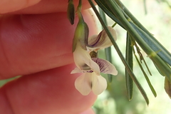 Psoralea oligophylla