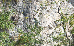 Pseudastur albicollis