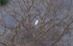 Pseudastur albicollis