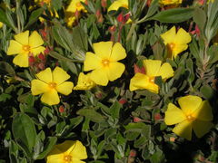 Cistus lasianthus