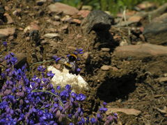 Polygala microphylla