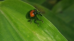 Coleoptera