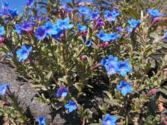 Glandora prostrata lusitanica