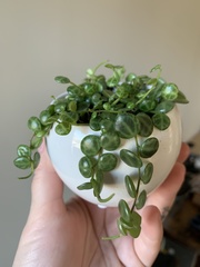 Peperomia prostrata