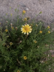Asteraceae
