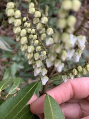 Pieris
