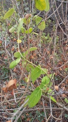 Cynanchum obtusifolium