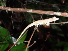 Anolis ortonii