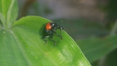 Coleoptera