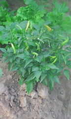 Capsicum frutescens