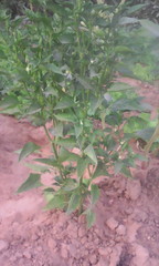 Capsicum frutescens