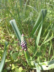 Muscari comosum