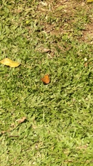 Doleschallia bisaltide