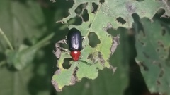 Chrysomelidae