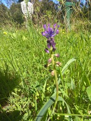 Muscari comosum