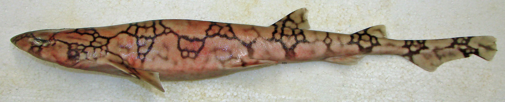 Chain cat shark (Scyliorhinus retifer) — Scyliorhinidae