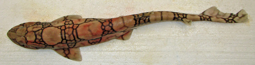 Chain cat shark (Scyliorhinus retifer) — Scyliorhinidae — 5