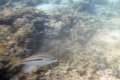 Scolopsis monogramma