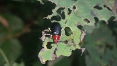 Chrysomelidae