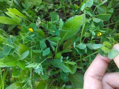 Medicago polymorpha