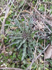 Erysimum crepidifolium