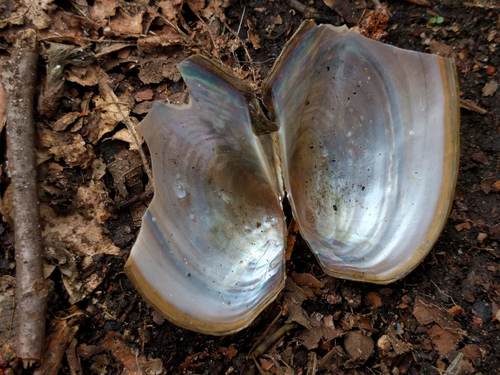 Duck Mussel, Warmond, Zuid-Holland, Netherlands, photo 10 of 10