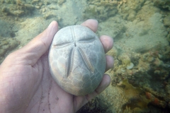 Spatangoida