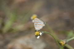 Hemiolaus caeculus caeculus