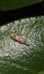 Zygina flammigera